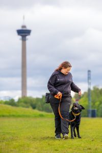 Arkitottista aikuisille koirille