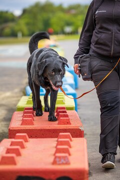 Koirien seikkailurata