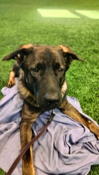 Käsittelyharjoitukset