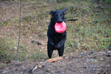 Maastopäivät Koirametsä Canem Silvassa